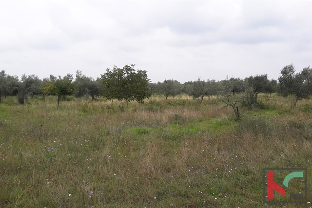 Bale, agricultural land 16169m2, olive grove with sea view