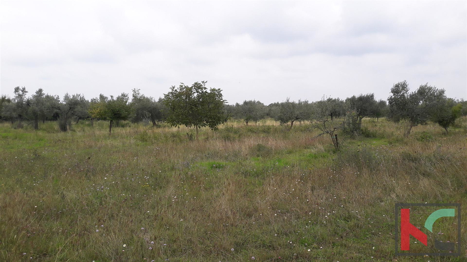 Bale, terreno agricolo 16169m2, uliveto con vista sul mare