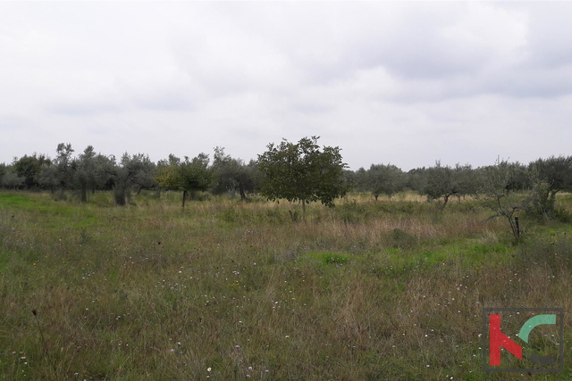 Bale, agricultural land 16169m2, olive grove with sea view