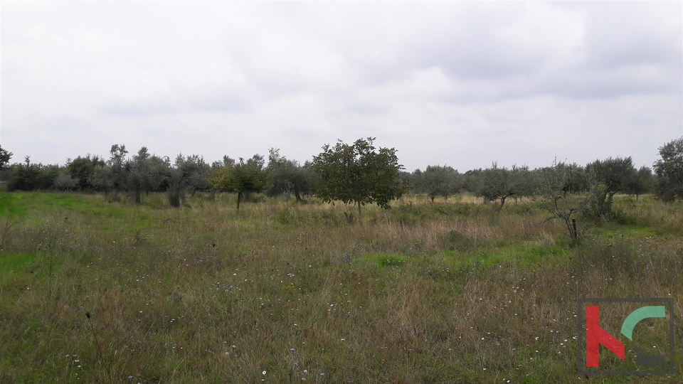 Bale, terreno agricolo 16169m2, uliveto con vista sul mare