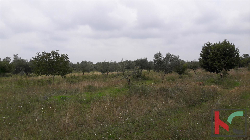 Bale, terreno agricolo 16169m2, uliveto con vista sul mare