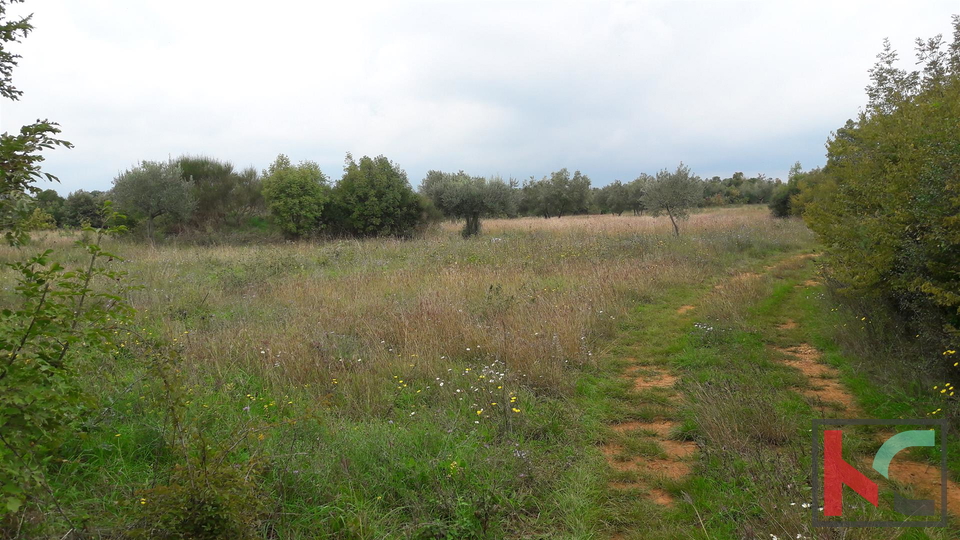 Bale, terreno agricolo 16169m2, uliveto con vista sul mare