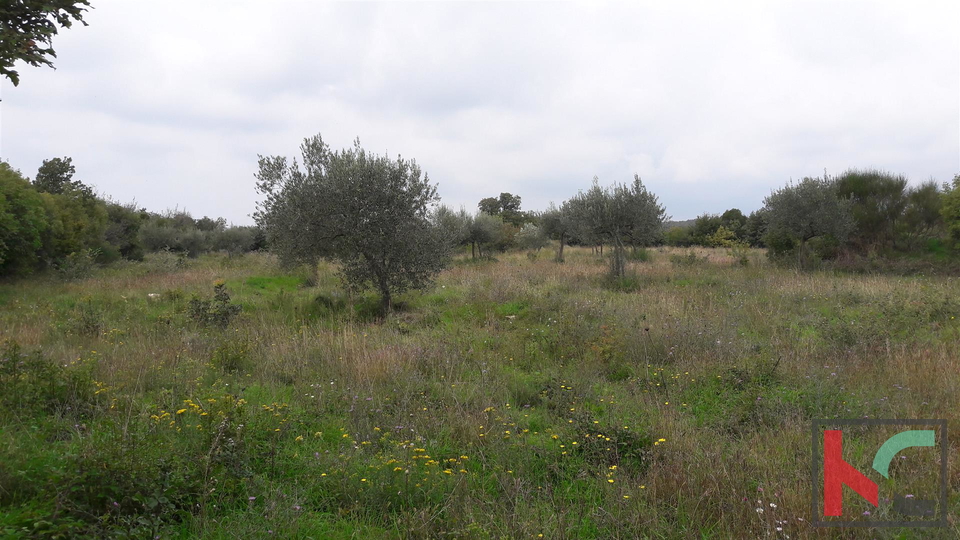 Bale, terreno agricolo 16169m2, uliveto con vista sul mare