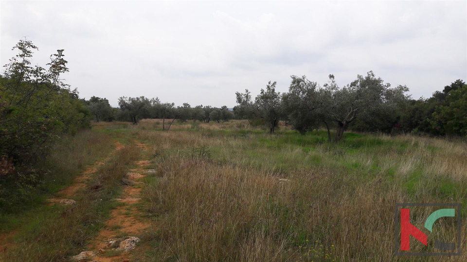 Bale, terreno agricolo 16169m2, uliveto con vista sul mare