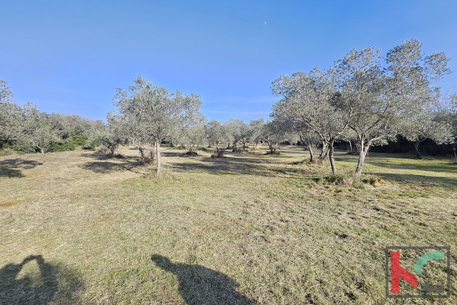 ИСТРА - ПЕРОЙ, МАСЛИНИК 4274М2, #ИСКЛЮЧИТЕЛЬНАЯ ПРОДАЖА