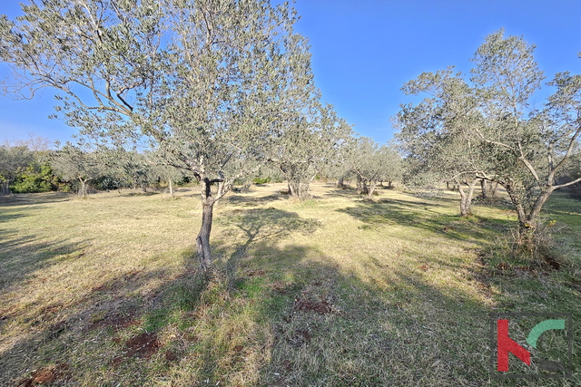 ИСТРА - ПЕРОЙ, МАСЛИНИК 4274М2, #ИСКЛЮЧИТЕЛЬНАЯ ПРОДАЖА