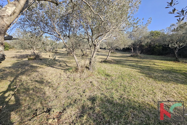 ISTRA - PEROJ, ULIVETO 4274M2, VENDITA ESCLUSIVA
