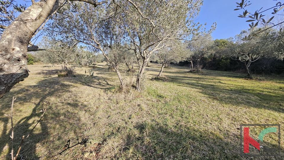 ISTRA - PEROJ&comma; MASLINIK 4274M2&comma; &num;PRODAJA