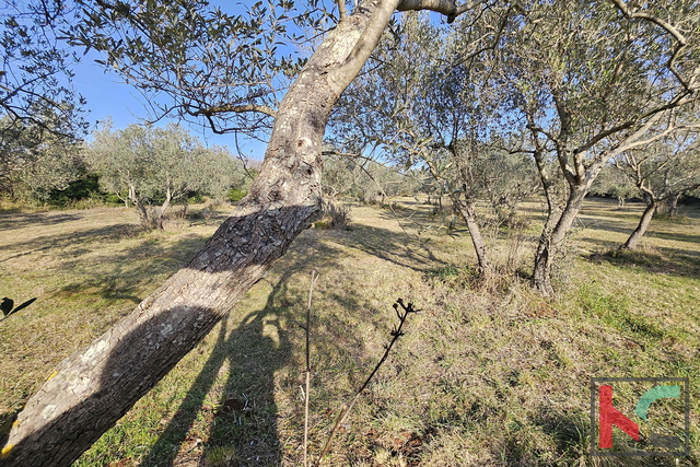 ISTRA - PEROJ, ULIVETO 4274M2, VENDITA ESCLUSIVA