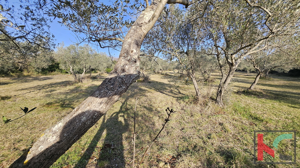ISTRA - PEROJ&comma; MASLINIK 4274M2&comma; &num;PRODAJA