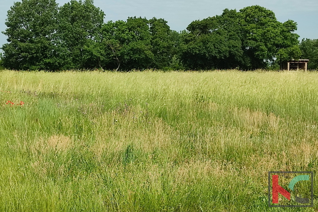 Istra, Šišan, zazidljivo zemljišče 3000m2 pravilnega formata