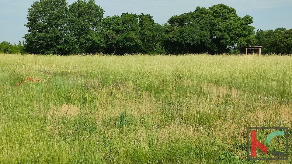 Istra, Šišan, građevinsko zemljište 3000m2 pravilnog formata