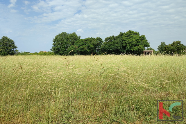 Istria, Šišan, terreno edificabile 3000m2 del formato corretto