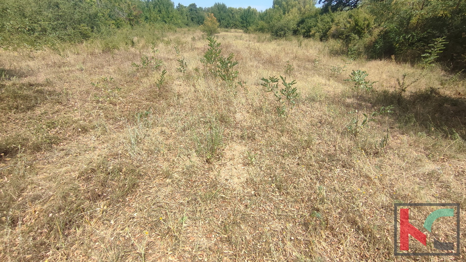 Manjadvorci, terreno 970, terreno di formato regolare