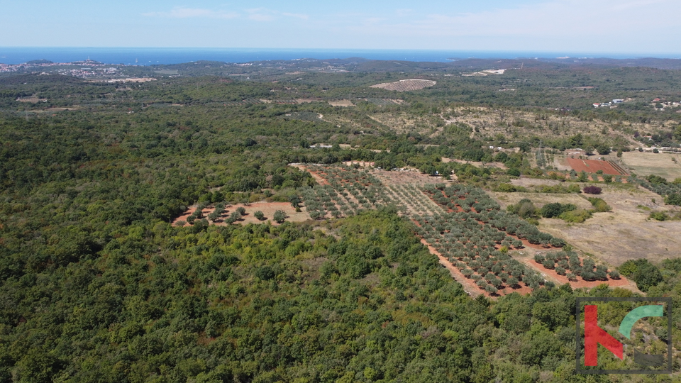 Ровинь, Ровиньско Село, оливковая роща 3307м2