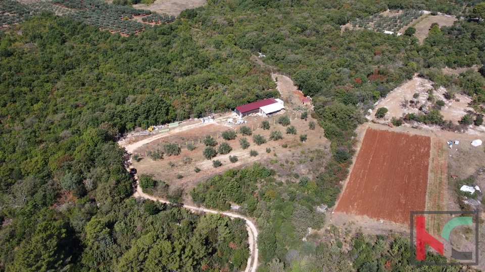 Rovinj, Rovinjsko Selo, olive grove 3307m2