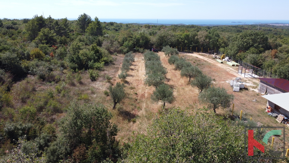 Rovinj, Rovinjsko Selo, olive grove 3307m2