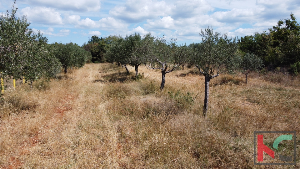 Ровинь, Ровиньско Село, оливковая роща 3307м2