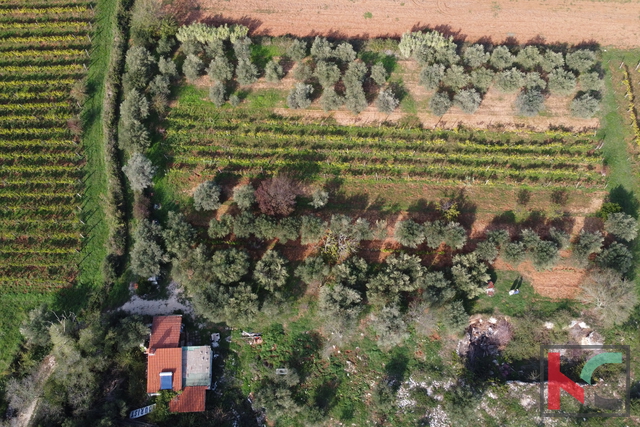 Rovigno, casa legalizzata con uliveto e vigneto su un terreno di 4471 m2 #vendita