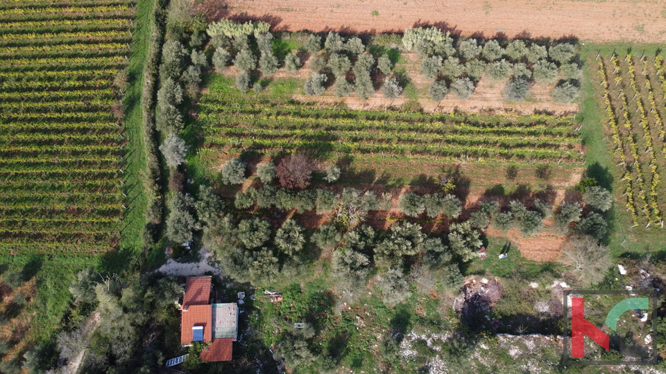 Rovinj, legalized house with olive grove and vineyard on a plot of 4471 m2 #sale