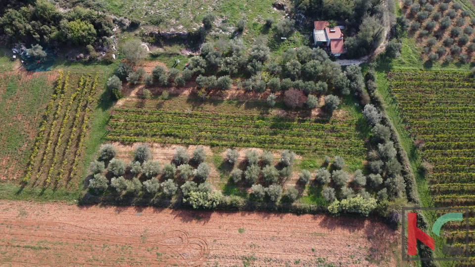 Rovinj, legalized house with olive grove and vineyard on a plot of 4471 m2 #sale