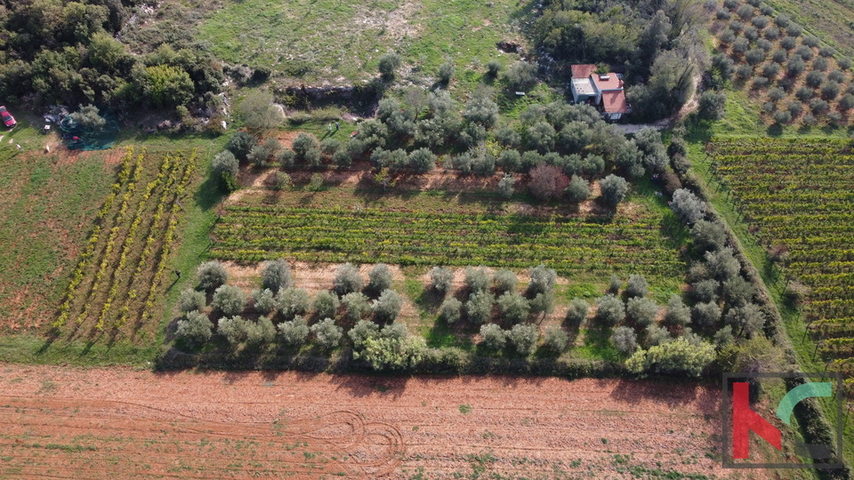 Rovinj, legalized house with olive grove and vineyard on a plot of 4471 m2 #sale