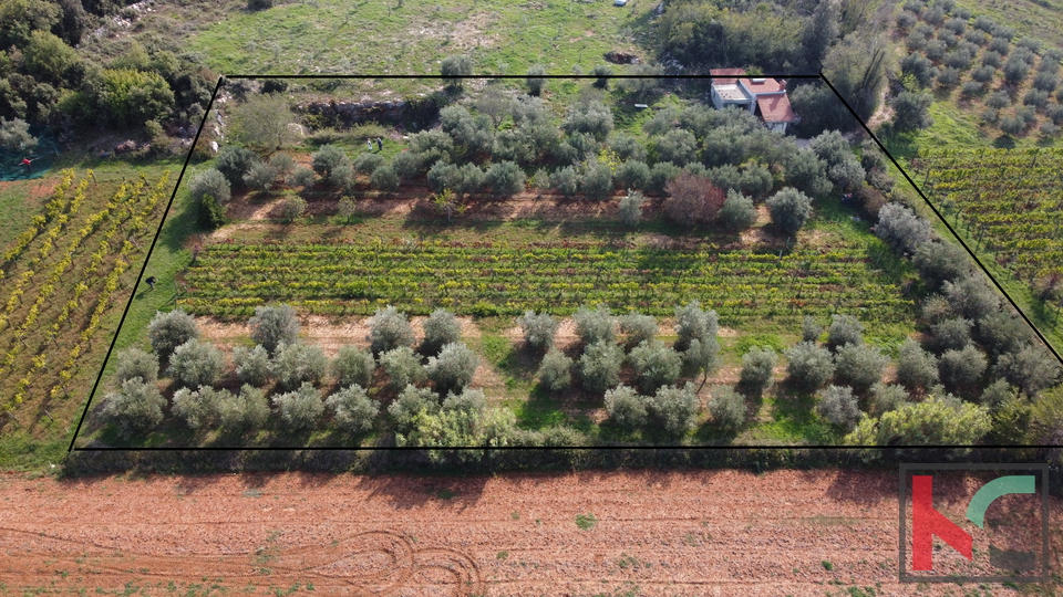 Rovinj, legalized house with olive grove and vineyard on a plot of 4471 m2 #sale