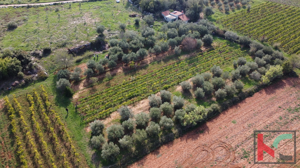 Rovinj, legalized house with olive grove and vineyard on a plot of 4471 m2 #sale