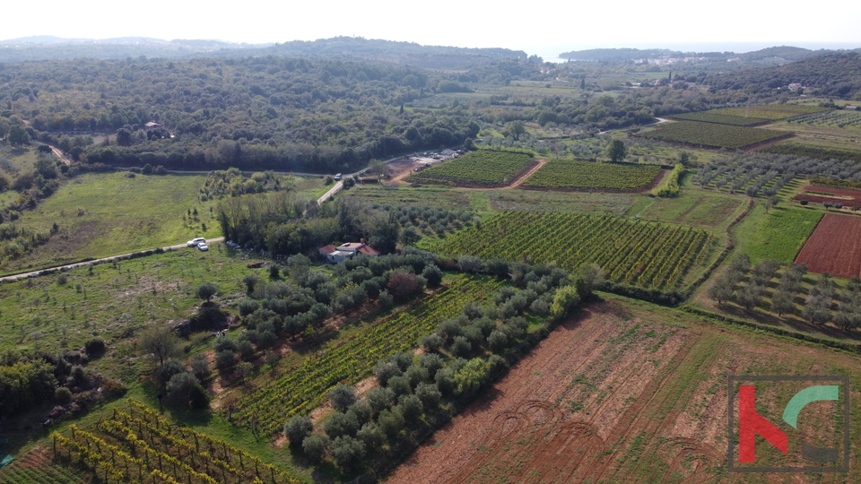 Rovinj, legalized house with olive grove and vineyard on a plot of 4471 m2 #sale