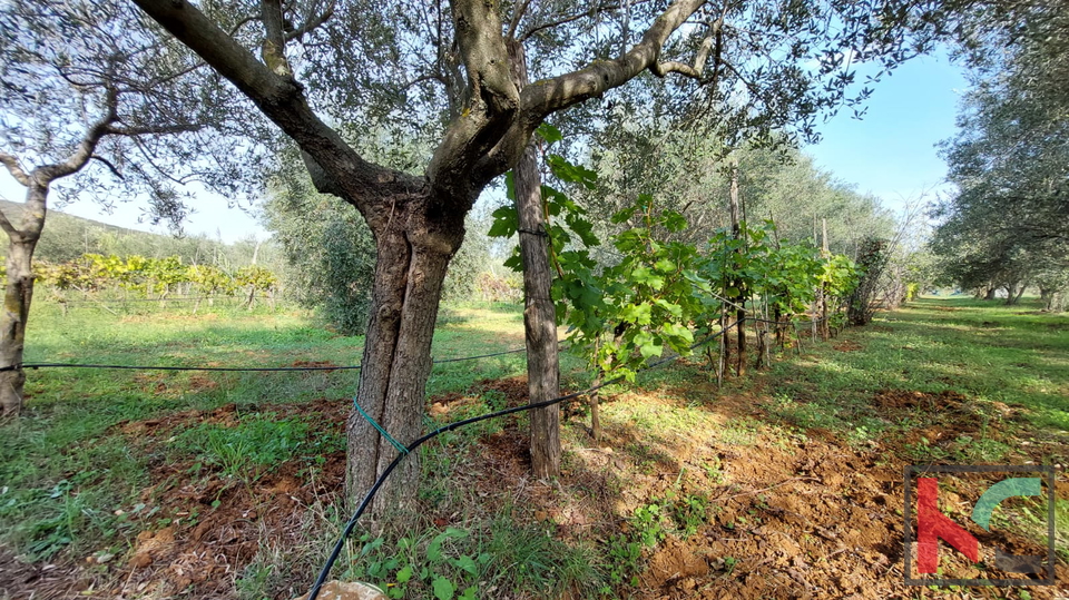 Rovinj, legalized house with olive grove and vineyard on a plot of 4471 m2 #sale