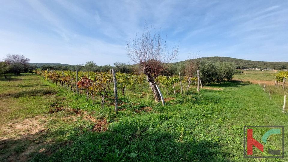 Rovinj, legalizirana kuća sa maslinikom i vinogradom na parceli od 4471 m2 #prodaja