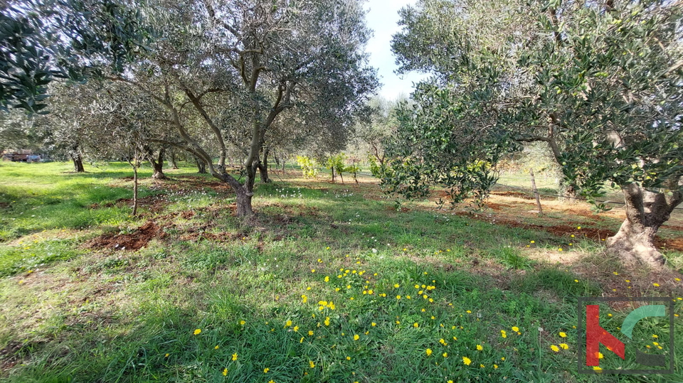 Rovinj, legalized house with olive grove and vineyard on a plot of 4471 m2 #sale