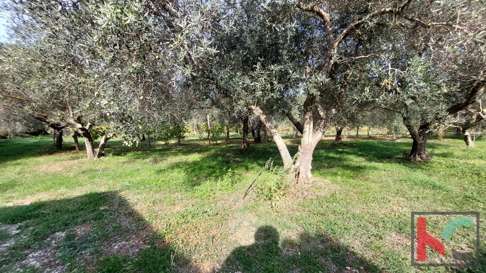 Rovinj, legalized house with olive grove and vineyard on a plot of 4471 m2 #sale