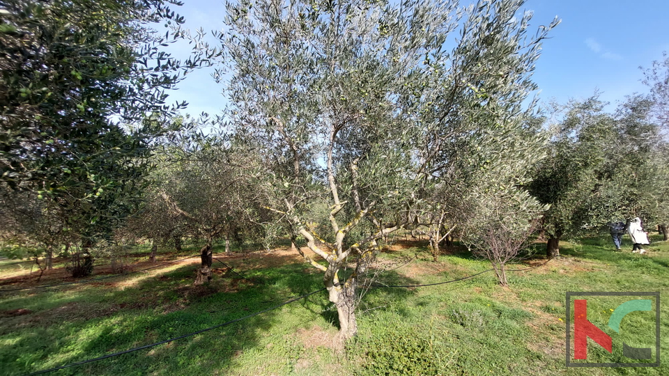 Rovinj, legalized house with olive grove and vineyard on a plot of 4471 m2 #sale