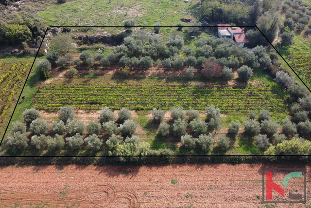 Rovinj, agricultural land with olive grove, vineyard and legalized building #sale