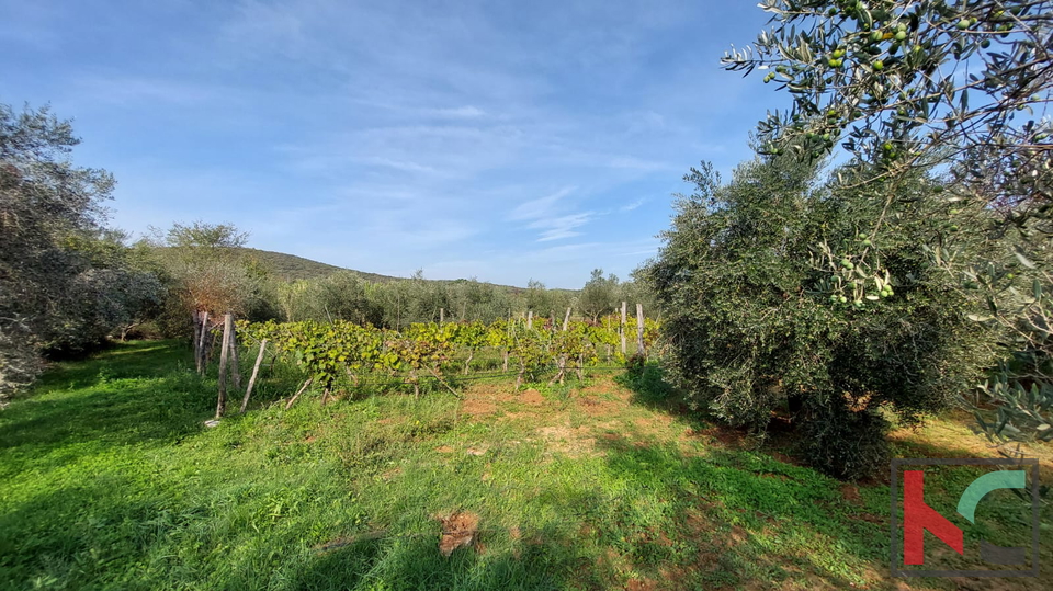 Rovinj, agricultural land with olive grove, vineyard and legalized building #sale