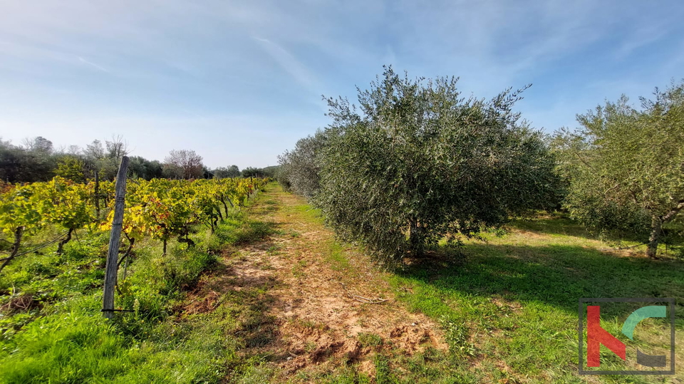 Rovigno, terreno agricolo con uliveto, vigneto e #vendita edilizia legalizzata