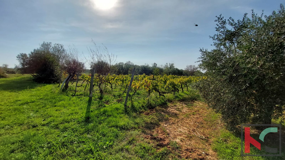 Rovinj, agricultural land with olive grove, vineyard and legalized building #sale