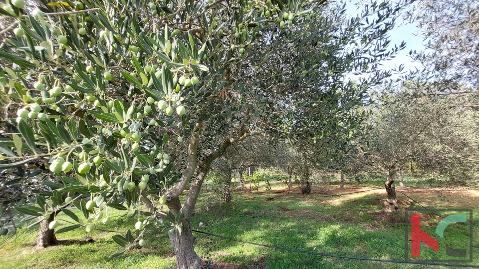 Rovinj, agricultural land with olive grove, vineyard and legalized building #sale