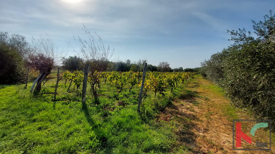 Rovinj, agricultural land with olive grove, vineyard and legalized building #sale