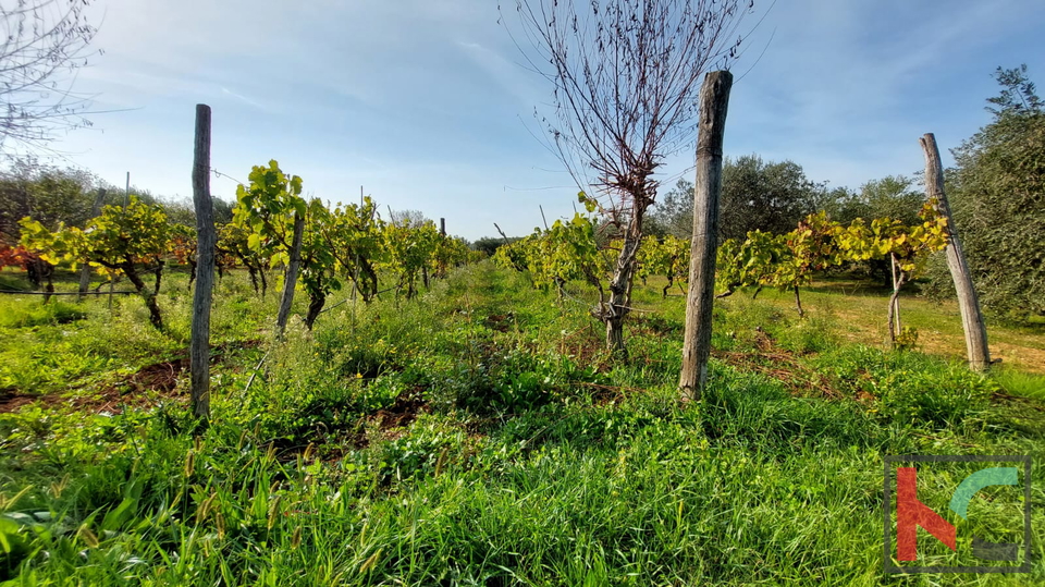 Rovinj, agricultural land with olive grove, vineyard and legalized building #sale