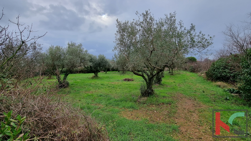 Istra, Marčana, Cokuni gradbeno zemljišče 3352m2 s pogledom na morje