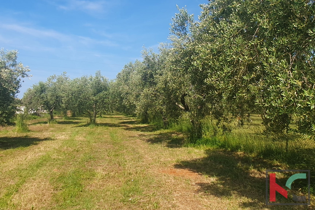 Istra, Fažana, poljoprivredno zemljište sa nasadom maslina #prodaja