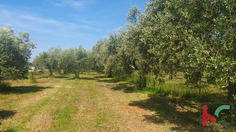 Istrien, Fažana, landwirtschaftliches Land mit Olivenhain #Verkauf