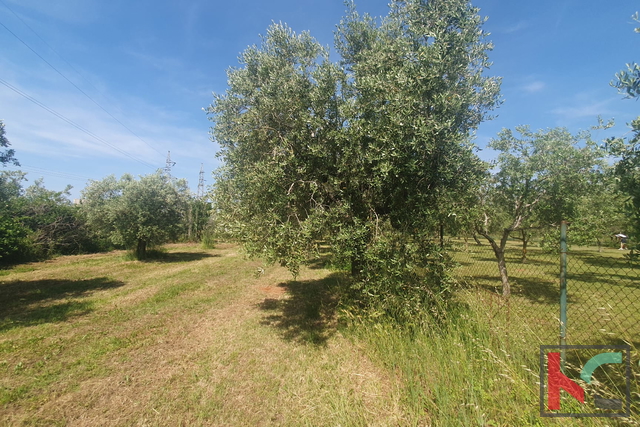 Istria, Fažana, agricultural land with olive grove #sale