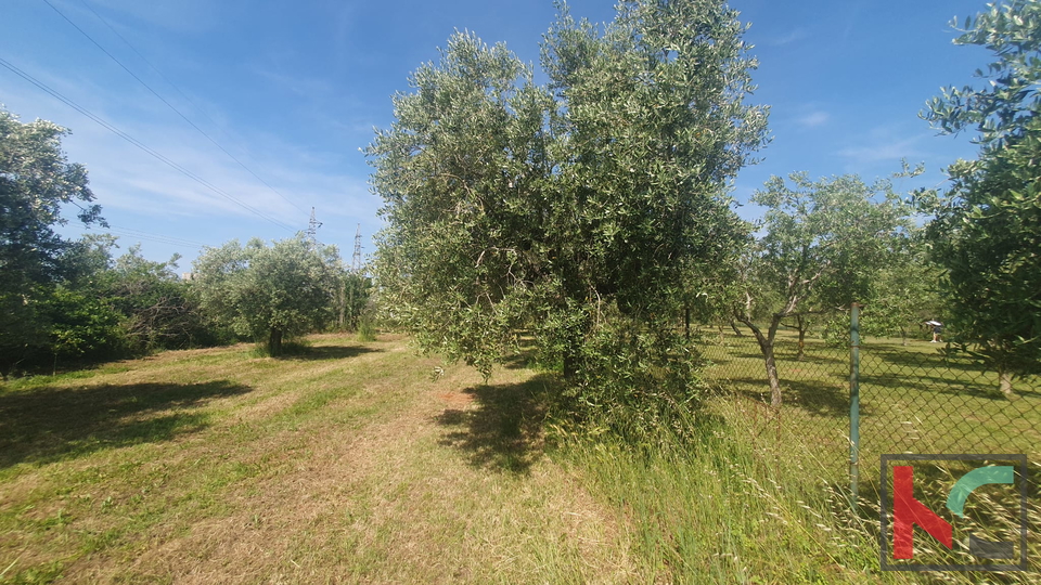 Istrien, Fažana, landwirtschaftliches Land mit Olivenhain #Verkauf