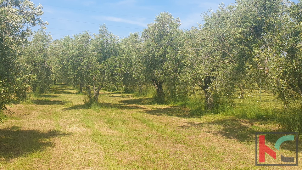 Istrien, Fažana, landwirtschaftliches Land mit Olivenhain #Verkauf