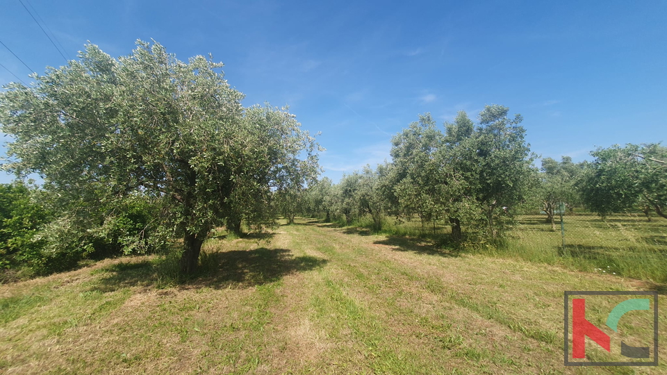 Istrien, Fažana, landwirtschaftliches Land mit Olivenhain #Verkauf