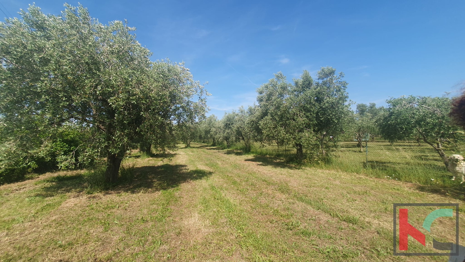 Istra, Fažana, kmetijsko zemljišče z oljčnim nasadom #prodaja