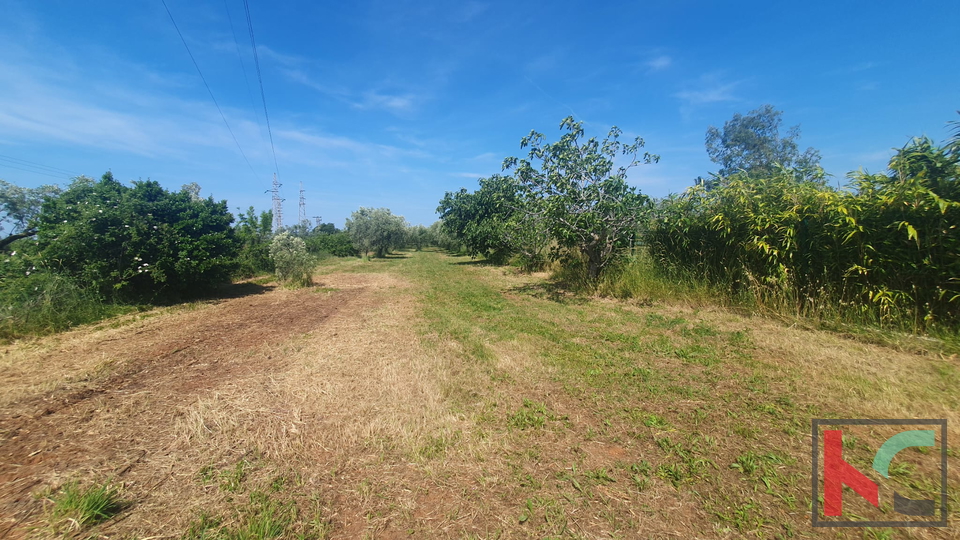 Istrien, Fažana, landwirtschaftliches Land mit Olivenhain #Verkauf